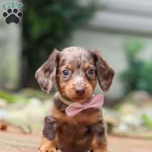 Lizzy, Dachshund Puppy